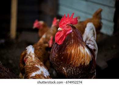 Portrait of Formidable brightly colored Rooster. Free Range Cock and Hens on farm. Village eco concept. - Shutterstock ID 674952274