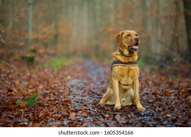 Portrait of a fox red labrador retriever in the forest surrounded by autumn leaves - Shutterstock ID 1605354166