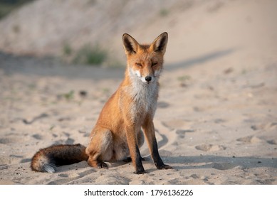 Portrait of the fox sitting in the sand