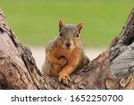 Portrait of fox squirrel (Sciurus niger) sitting on branch isolated on green. Holds foreleg with nut on chest. Urban wildlife. The largest species of tree squirrel in N. America. Denver, Colorado.
