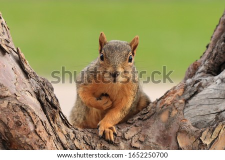 Portrait of fox squirrel (Sciurus niger) sitting on branch isolated on green. Holds foreleg with nut on chest. Urban wildlife. The largest species of tree squirrel in N. America. Denver, Colorado.
