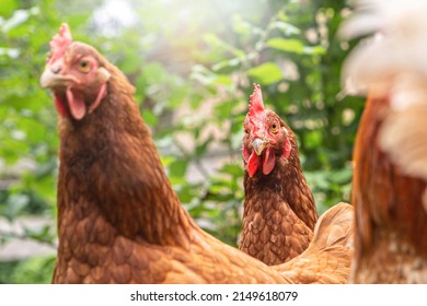 Portrait Of A Free-range Layer Hen In Summer Outdoors