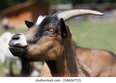 swiss alpine goat
