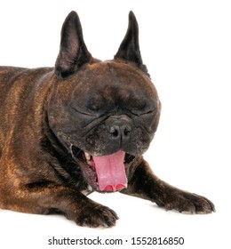 Portrait of a French bull dog with closed eyes and tongue sticking out. Square image on white. (1x1)