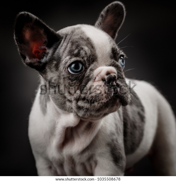 gray french bulldog with blue eyes