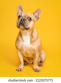 Portrait. French Bulldog. Colour Fawn, Looking To The Front With Side-eyes While Seated. Solid Color Background.