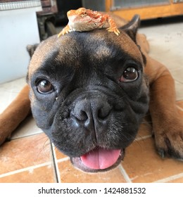 Portrait Of French Bulldog Looking Up. French Bulldog Has Bearded Dragon On His Head. Friendly Dog.