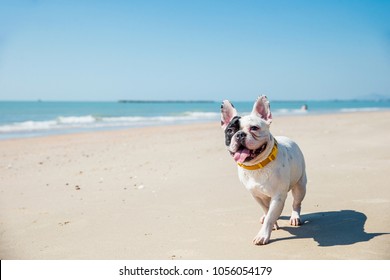 Portrait of french bulldog on the beach