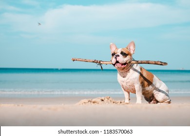 Portrait of french bulldog on the beach, Layan Beach Phuket Thailand