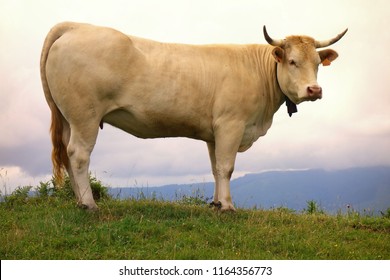 Portrait of a french cow at basque country in a rural scene.