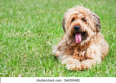 Portrait of french shepherd dog - briard
