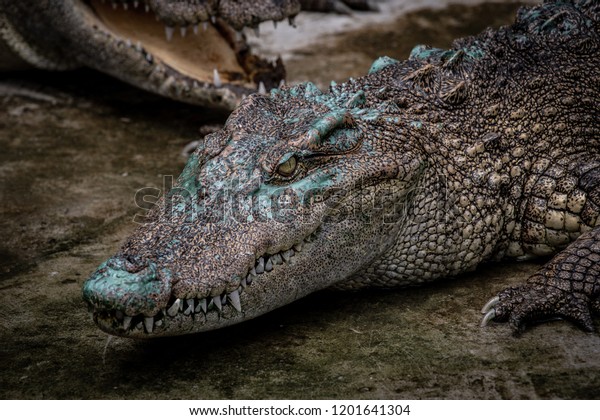 Portrait of freshwater Crocodile in a farm in Thailand,\
Phuket Crocodile farm, feeding the Crocodylus with raw chicken, it\
is one of the tourist attraction in Phuket with selective focus and\
color 