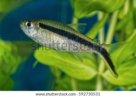 Portrait of freshwater tetra fish (Boehlkea fredcochui) in aquarium