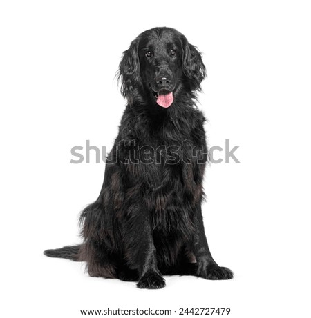 Portrait of a friendly black flat-coated retriever sitting isolated on white