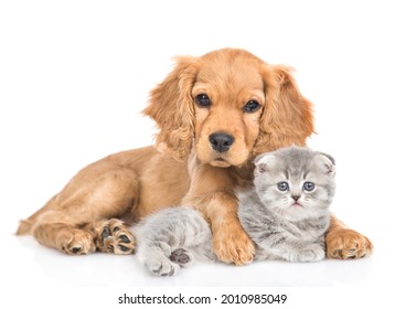 Portrait of a friendly English cocker spaniel puppy dog hugs tiny kitten. isolated on white background. - Shutterstock ID 2010985049