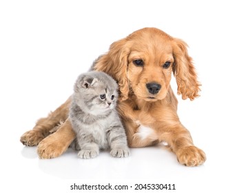 Portrait of a friendly English cocker spaniel puppy dog huging tiny kitten. isolated on white background. - Shutterstock ID 2045330411