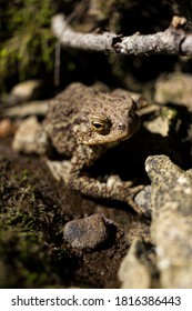 Portrait Of A Frog With Missing Limb