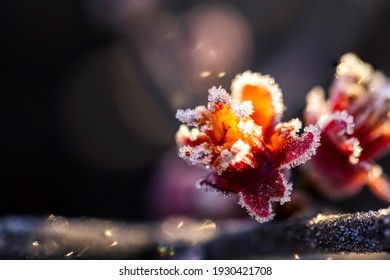 凍る 花 の画像 写真素材 ベクター画像 Shutterstock