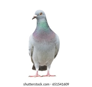 portrait full body of speed racing pigeon bird isolate white background