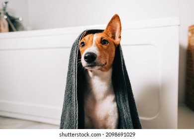 Portrait of funny basenji dog wrapped in a towel after washing in bathroom.