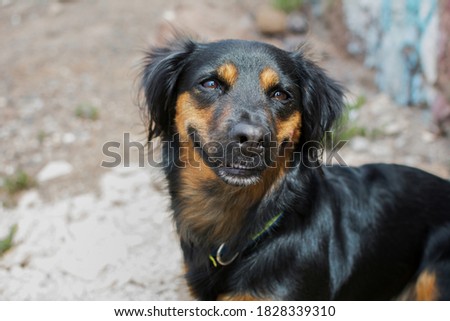 Similar – Look of a happy dog.