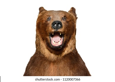 Portrait Of A Funny Brown Bear Isolated On White Background