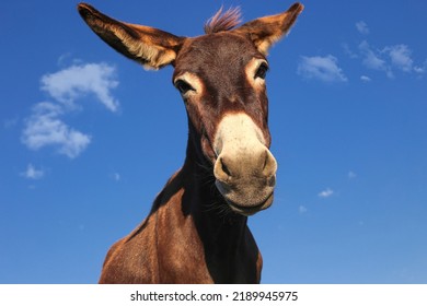 Portrait Of Funny Brown Cartoon Like Donkey