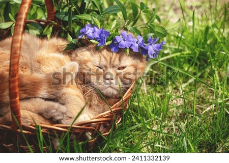 Portrait of a funny cat crowned flowers chaplet