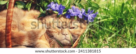 Portrait of a funny cat crowned flowers chaplet Horizontal banner