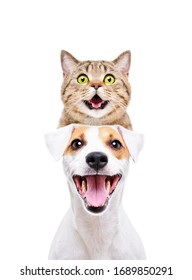 Portrait of funny cat Scottish Straight on the head of a Jack Russell Terrier isolated on white background