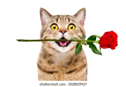 90 Cat holding flower in mouth Images, Stock Photos & Vectors ...