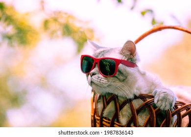 夏 猫 の画像 写真素材 ベクター画像 Shutterstock