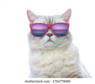 Portrait of funny cat in sunglasses with sea reflection. Cat enjoying summer. Isolated on white background. Travel concept
