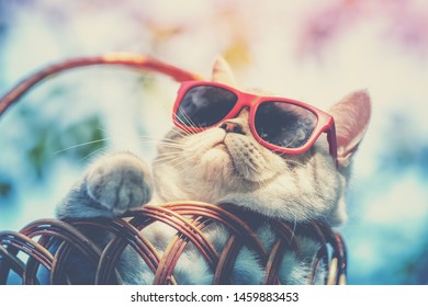 Portrait Of Funny Cat Wearing Sunglasses Lying In A Basket Outdoors In Summer. Cat Enjoying Summer And Looking At The Sun