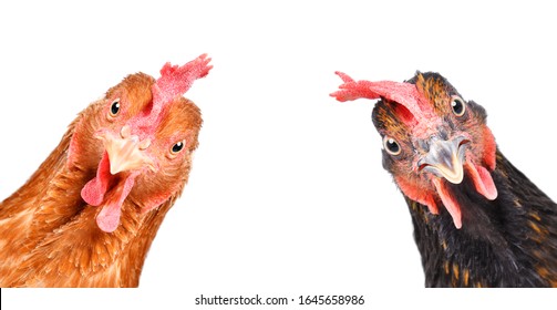 Portrait of a  funny chickens, closeup, isolated on white background