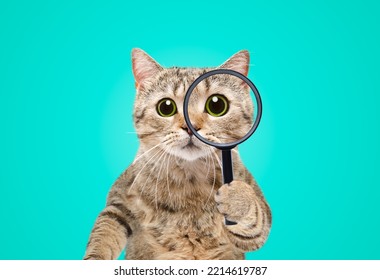 Portrait of a funny curious cat scottish straight looking through a magnifying glass on a blue background
