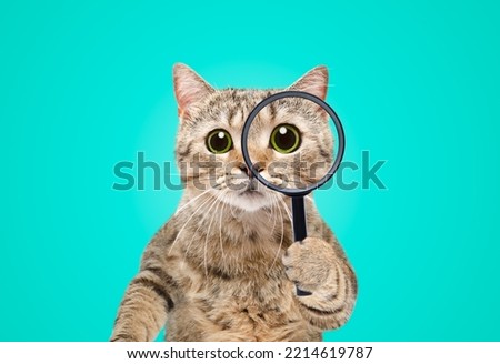 Portrait of a funny curious cat scottish straight looking through a magnifying glass on a blue background
