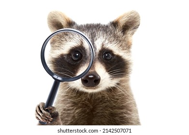 Portrait of a funny curious raccoon looking through a magnifying glass isolated on a white background - Shutterstock ID 2142507071