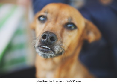 Portrait of funny cute dog looking camera and showing teeth