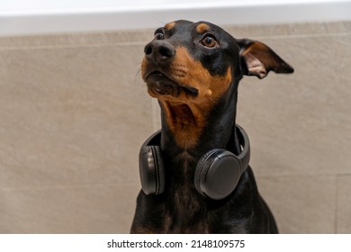 Portrait of funny cute german pinscher dog listening to music on wireless headphones, sitting at home