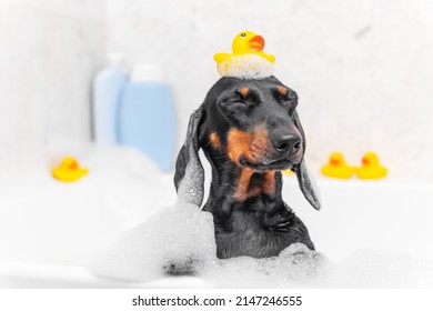 Portrait of a funny dachshund puppy with yellow rubber duck on head, who is squinting with pleasure and fooling around while sitting in a hot tub with soap foam, front view