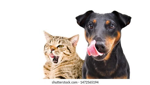 Portrait of funny dog breed Jagdterrier and cat Scottish Straight licks isolated on white background - Powered by Shutterstock