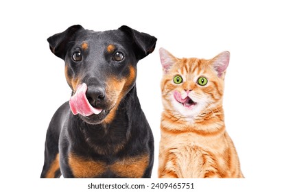 Portrait of funny dog breed Jagdterrier and cheerful kitten Scottish Straight licks together isolated on white background - Powered by Shutterstock