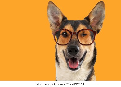 Portrait Of A Funny Dog ​​in Glasses. Cute Pets. Winking Dog