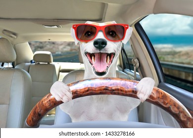 Portrait of a funny dog Jack Russell Terrier in sunglasses behind the wheel of a car