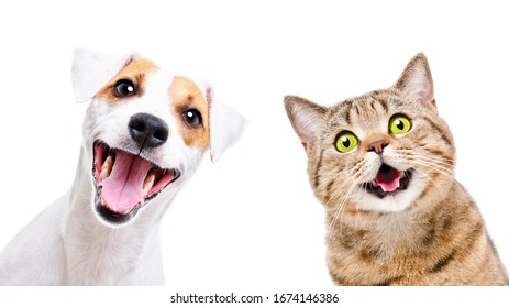 Portrait  funny dog Jack Russell Terrier   cheerful cat Scottish Straight isolated white backgroun