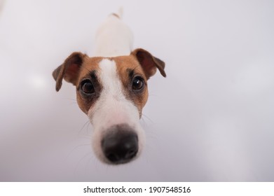 Portrait Of Funny Dog Jack Russell Terrier On A White Background. Fish Eye.