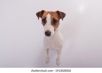 Portrait Of Funny Dog Jack Russell Terrier On A White Background. Fish Eye.