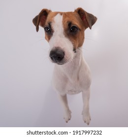 Portrait Of Funny Dog Jack Russell Terrier On A White Background. Fish Eye.