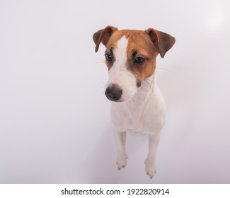 Portrait Of Funny Dog Jack Russell Terrier On A White Background. Fish Eye.